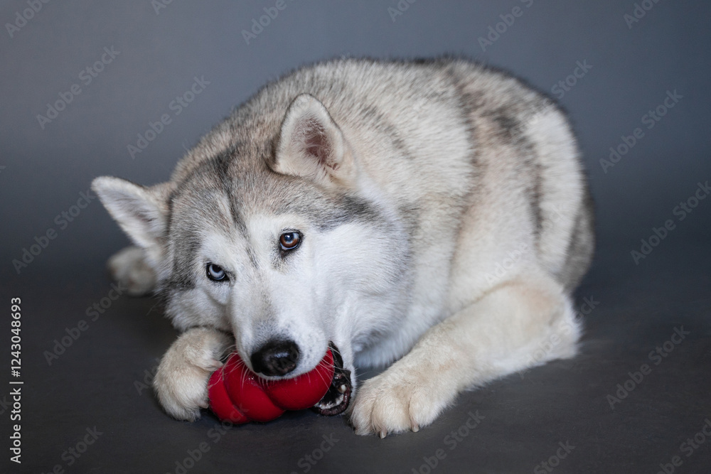 A beige husky dog with multi-colored eyes that looks like a wolf with two paws holds and licks a red dog rubber Kong toy on a gray background