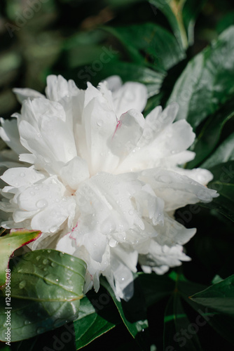 Obraz na płótnie large white peony flower with water droplets after rain on green background w salonie