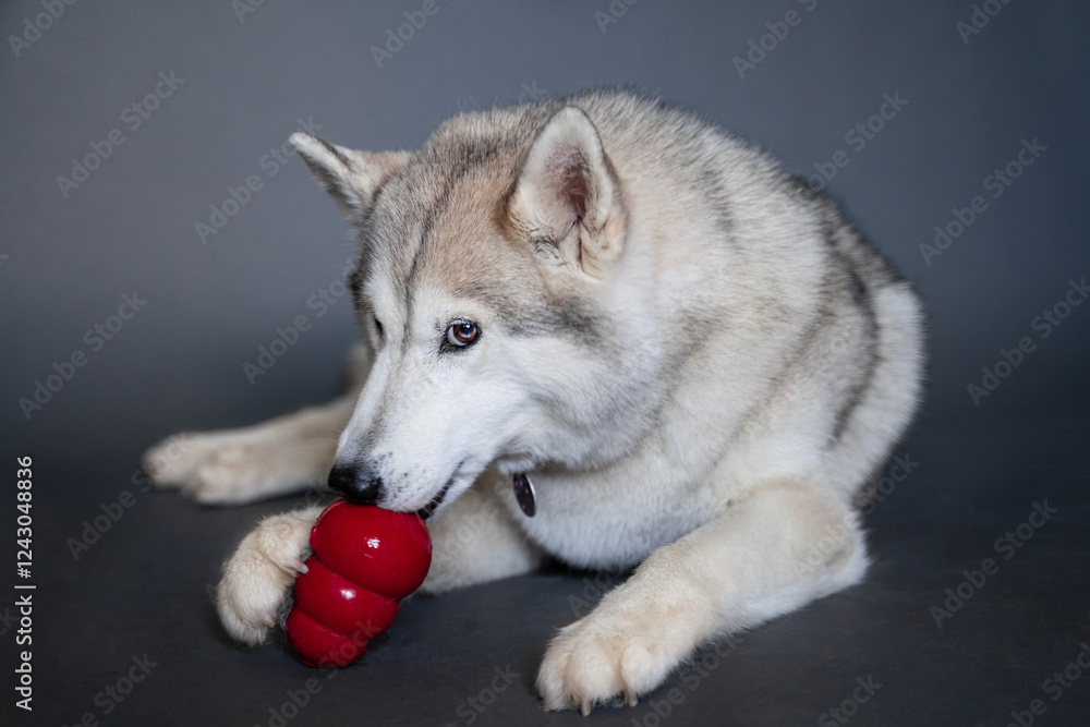 A beige husky dog with multi-colored eyes that looks like a wolf with two paws holds and licks a red dog rubber Kong toy on a gray background