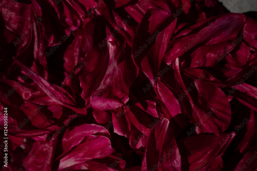 Peony or wine-colored rose petals close-up in front of the camera
