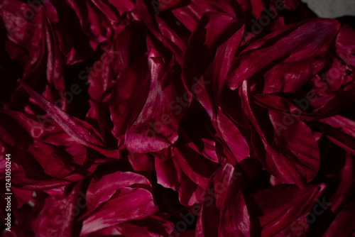 Obraz na płótnie Peony or wine-colored rose petals close-up in front of the camera w salonie