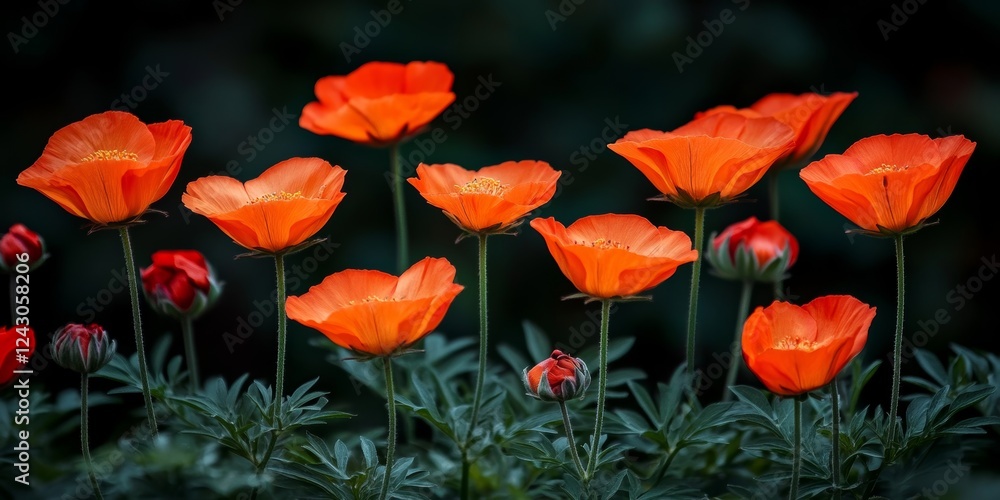 Blooming Orange Poppies A Vibrant Display of Nature s Beauty On A Dark Green Background. Blooming Orange Poppies A Vibrant Display of Nature s Beauty On A Dark Green Background.