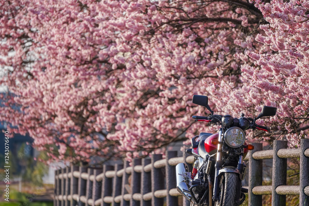 春めき桜とバイクツーリング
