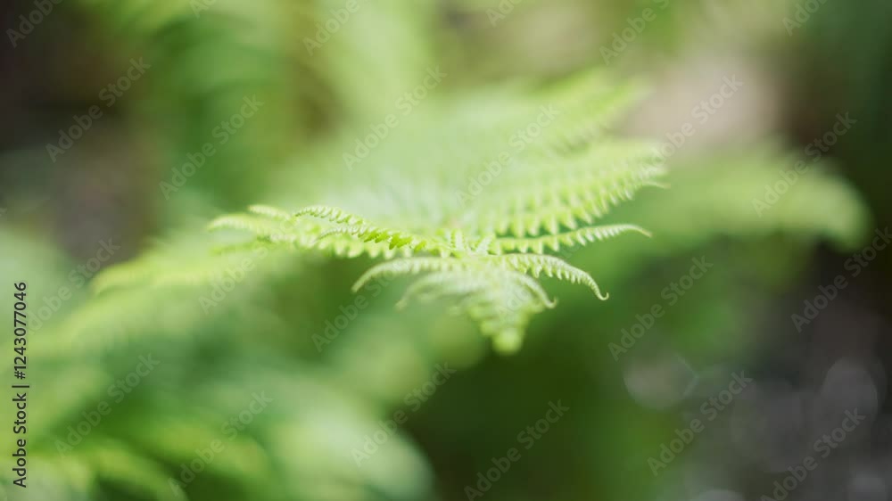 4K Macro closeup shot of leaves of the fern plant in the Himalayan mountains of Pir Panjal range as seen during the summer season at Manali in Himachal Pradesh, India. Scenic natural background. 4K Macro closeup shot of leaves of the fern plant in the Himalayan mountains of Pir Panjal range as seen during the summer season at Manali in Himachal Pradesh, India. Scenic natural background.