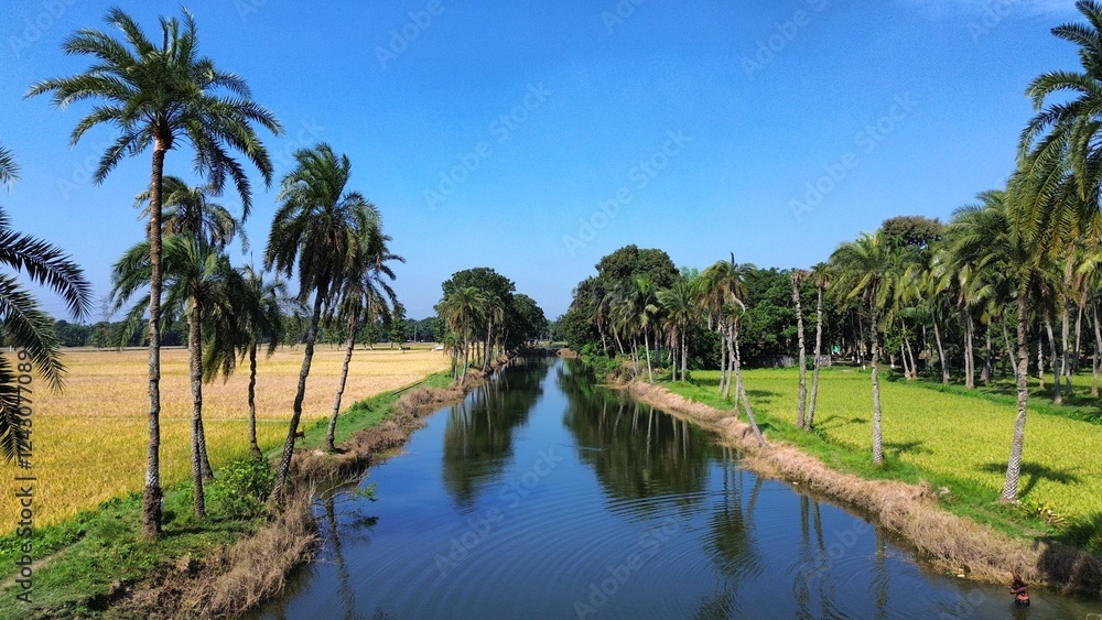 palm trees in the water palm trees in the water