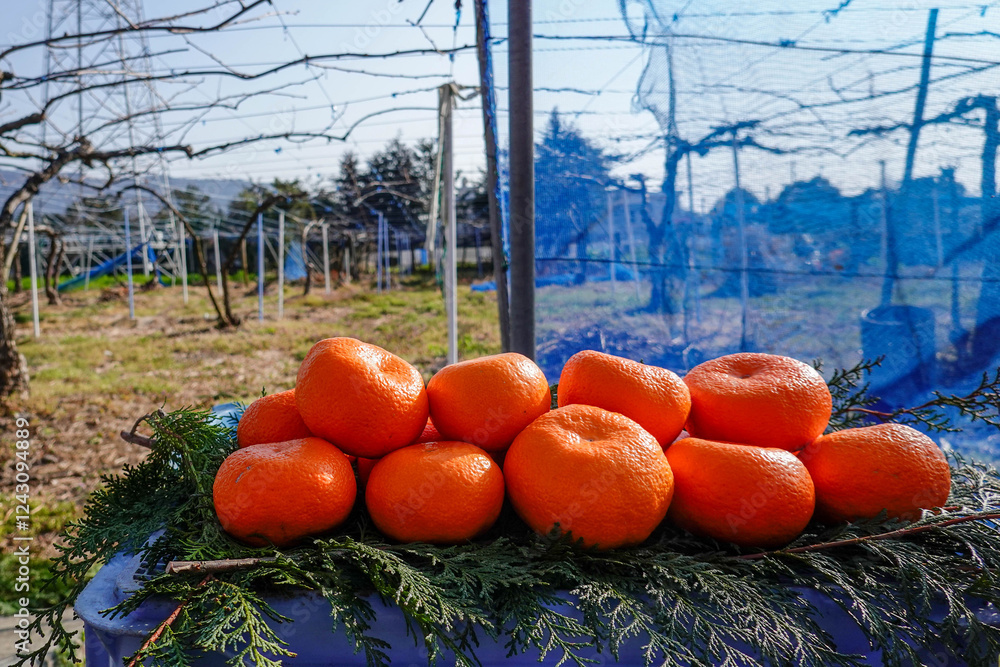 収穫されたばかりの美味しいみかん