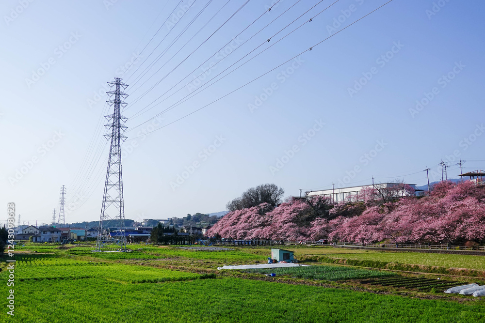 春めき桜が咲き誇る足柄の田園風景
