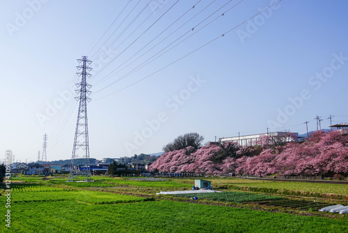 Obraz na płótnie 春めき桜が咲き誇る足柄の田園風景 w salonie