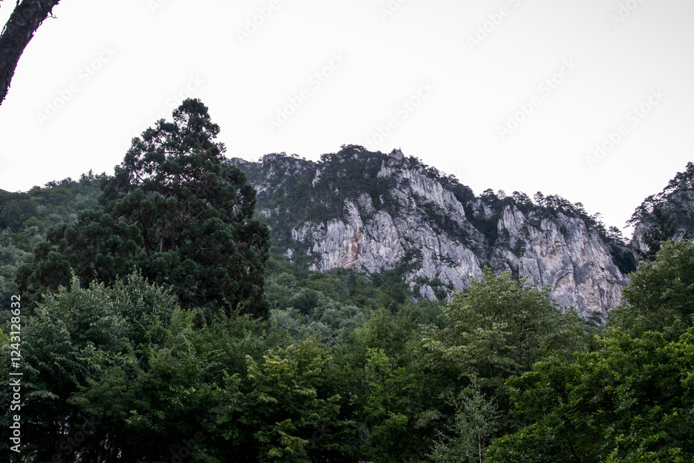 pine trees in the mountains pine trees in the mountains