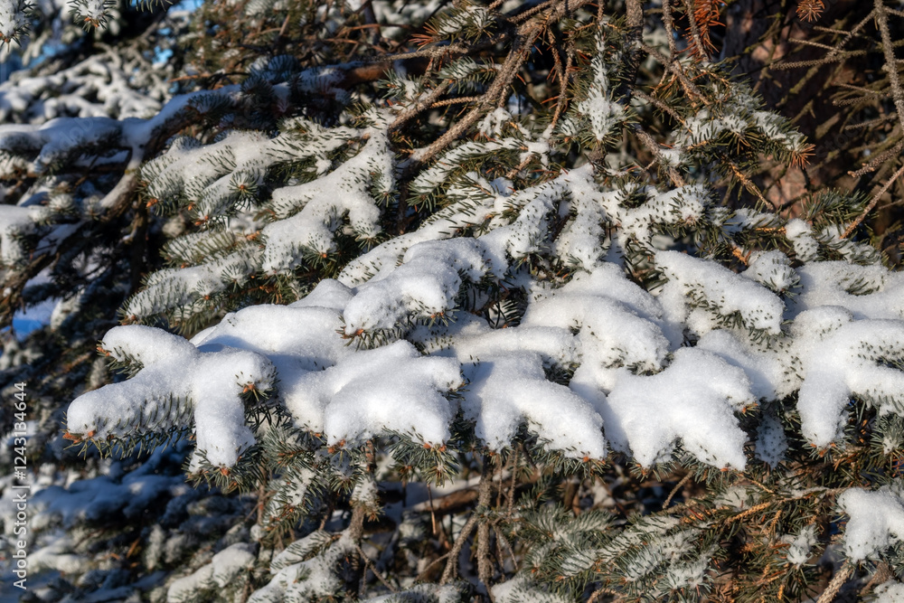 Fototapeta premium Close-up of a snowy evergreen tree in sunny winter