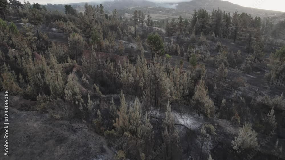 Aerial drone images of a forest fire in the rural sector of El Queime, Bio Bio region Aerial drone images of a forest fire in the rural sector of El Queime, Bio Bio region