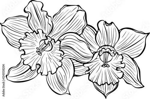Two blooming daffodil flowers heads. Spring narcissus plant. Vector illustration in hand drawn sketch doodle style. Line art graphic wildflower isolated on white. Design for coloring book, print