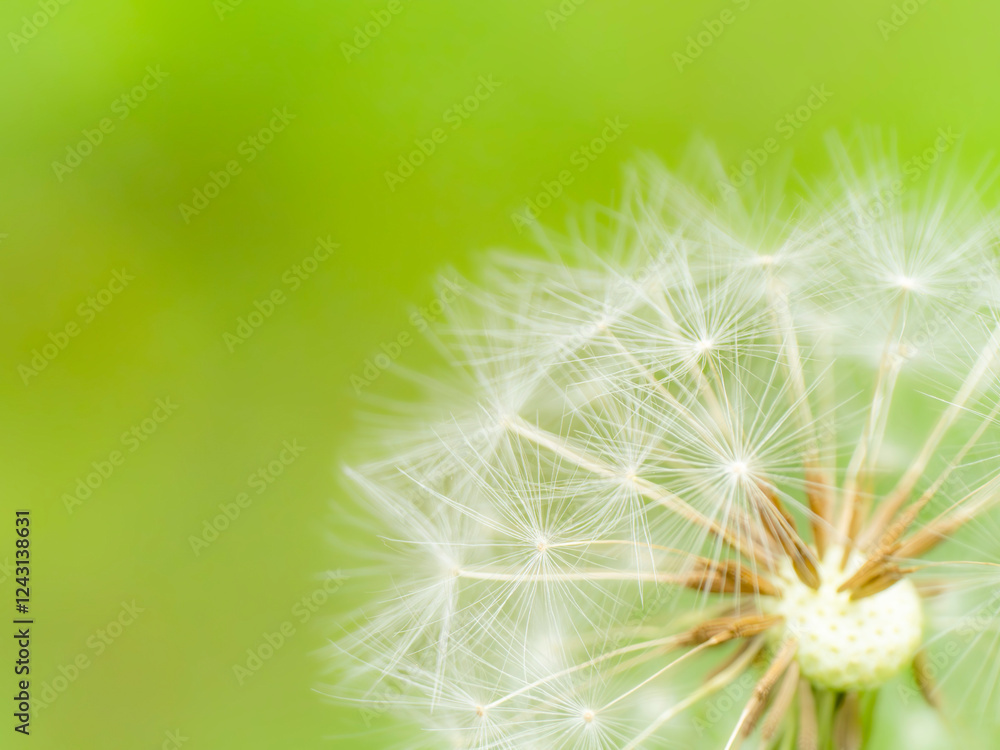 Fototapeta premium タンポポの綿毛のある風景