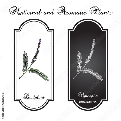 Leadplant, or downy indigo bush (Amorpha canescens), ornamental and medicinal plant. Hand drawn botanical vector illustration