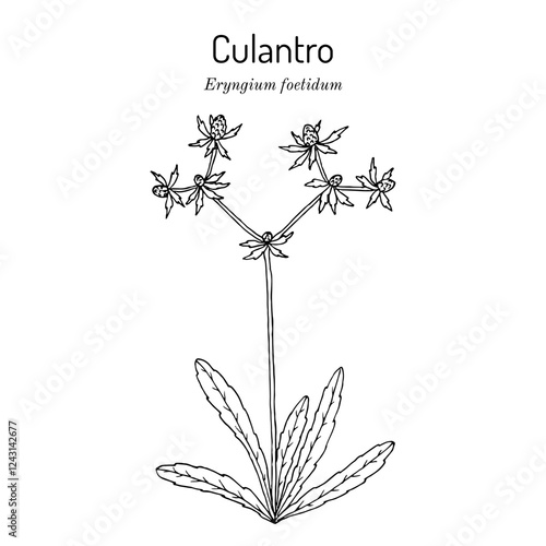 Culantro or Mexican coriander (Eryngium foetidum), edible and medicinal plant. Hand drawn botanical vector illustration photo