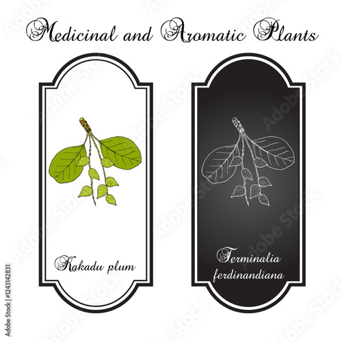 Kakadu plum (Terminalia ferdinandiana), edible and medicinal plant. Hand drawn botanical vector illustration