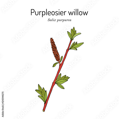 Purpleosier willow (Salix purpurea), ornamental and medicinal plant. Hand drawn botanical vector illustration