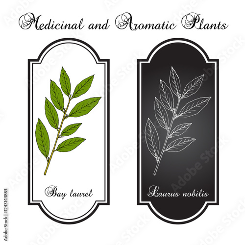 Medicinal and kitchen plant laurel (Laurus nobilis), or sweet bay tree. Hand drawn botanical vector illustration