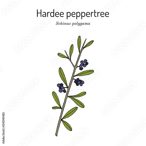 Hardee peppertree or Chilean pepper tree (schinus polygama), edible and medicinal plant. Hand drawn botanical vector illustration