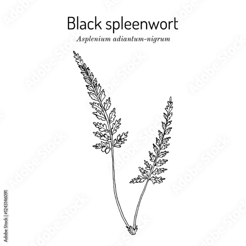 Black Spleenwort (Asplenium adiantum-nigrum), medicinal plant. Hand drawn botanical vector illustration