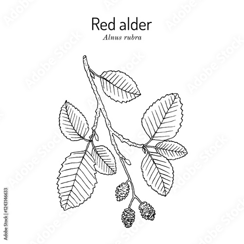 Фотография Red alder (Alnus rubra), ornamental and medicinal plant