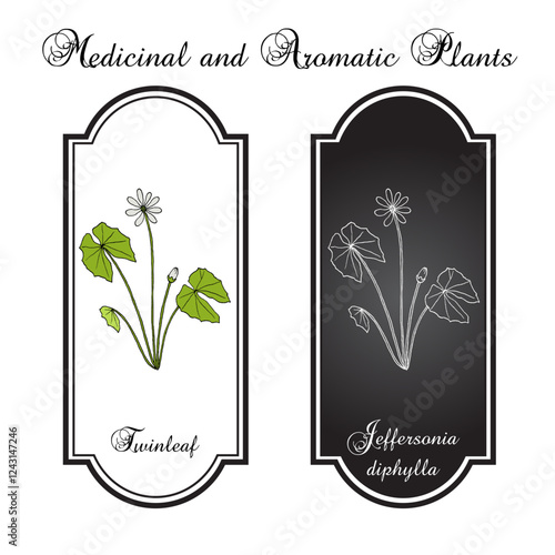 Twinleaf or rheumatism root (Jeffersonia diphylla), medicinal plant. Hand drawn botanical vector illustration