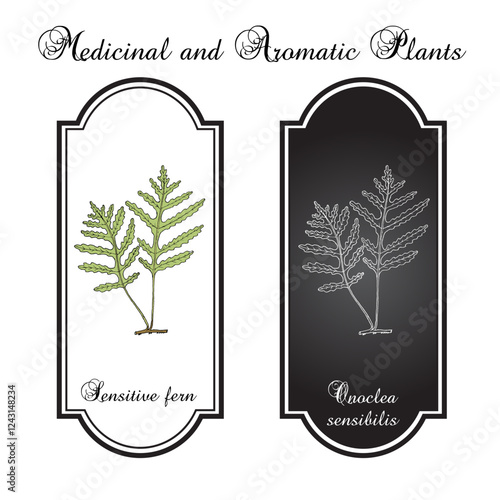 Sensitive, or bead fern (Onoclea sensibilis), edible and medicinal plant. Hand drawn botanical vector illustration