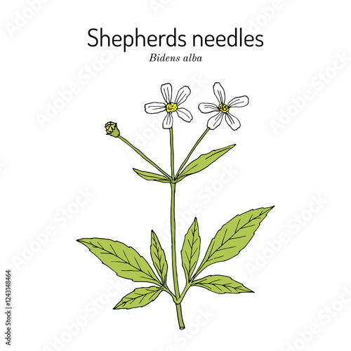 Shepherds needles, or beggarticks (Bidens alba), medicinal plant. Hand drawn botanical vector illustration