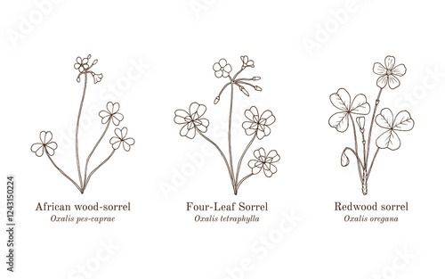Collection of edible and medicinal plants. Hand drawn botanical vector illustration