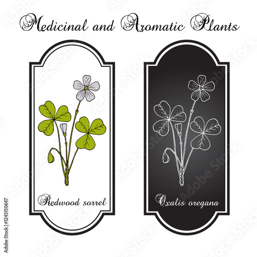Redwood sorrel or Oregon oxalis (Oxalis oregana), edible and medicinal plant. Hand drawn botanical vector illustration