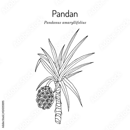 Pandan (Pandanus amaryllifolius), edible and medicinal plant. Hand drawn vector illustration