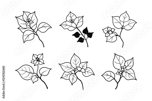 Bougainvillea (Bougainvillea spp.) line art vector illustration