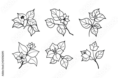 Bougainvillea (Bougainvillea spp.) line art vector illustration