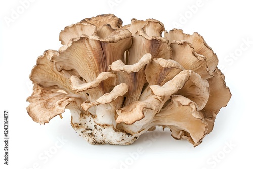 A photo of a maitake isolated on white background