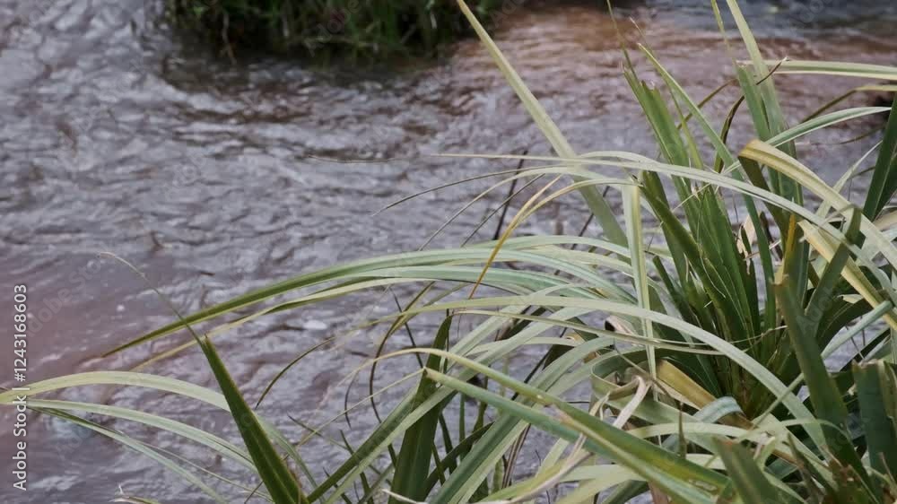 Water gently flows down a river with reeds in the foreground Water gently flows down a river with reeds in the foreground