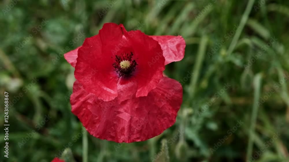 A red poppy flower gently blowing in the wind A red poppy flower gently blowing in the wind
