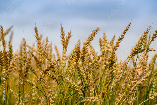 Wallpaper Mural Gold wheat field. Growth nature harvest. Agriculture farm. Torontodigital.ca