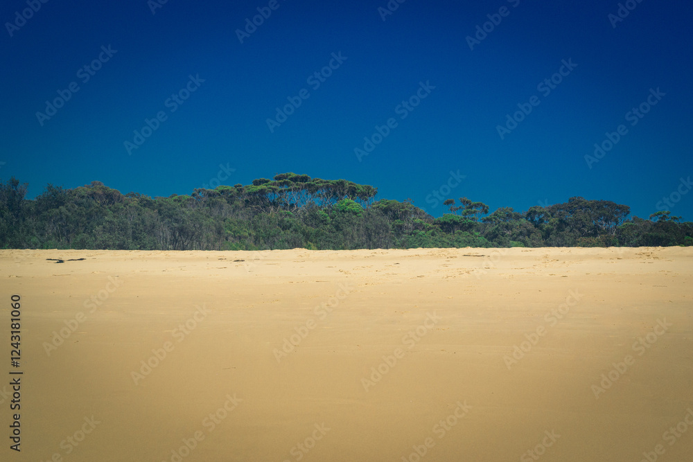 Expansive View of Sandy Beach with Trees Under a Vibrant Blue Sky Expansive View of Sandy Beach with Trees Under a Vibrant Blue Sky