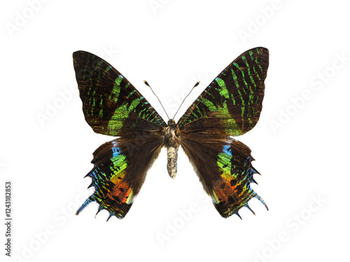  butterfly chrysrida croesus isolated on white background