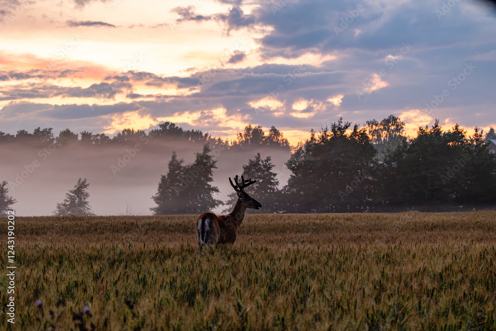 silhouette of a deer