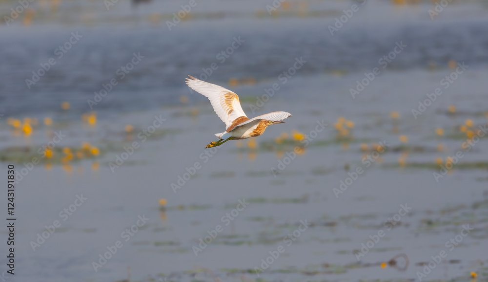 big water bird on grass, Squacco Heron, Ardeola ralloides