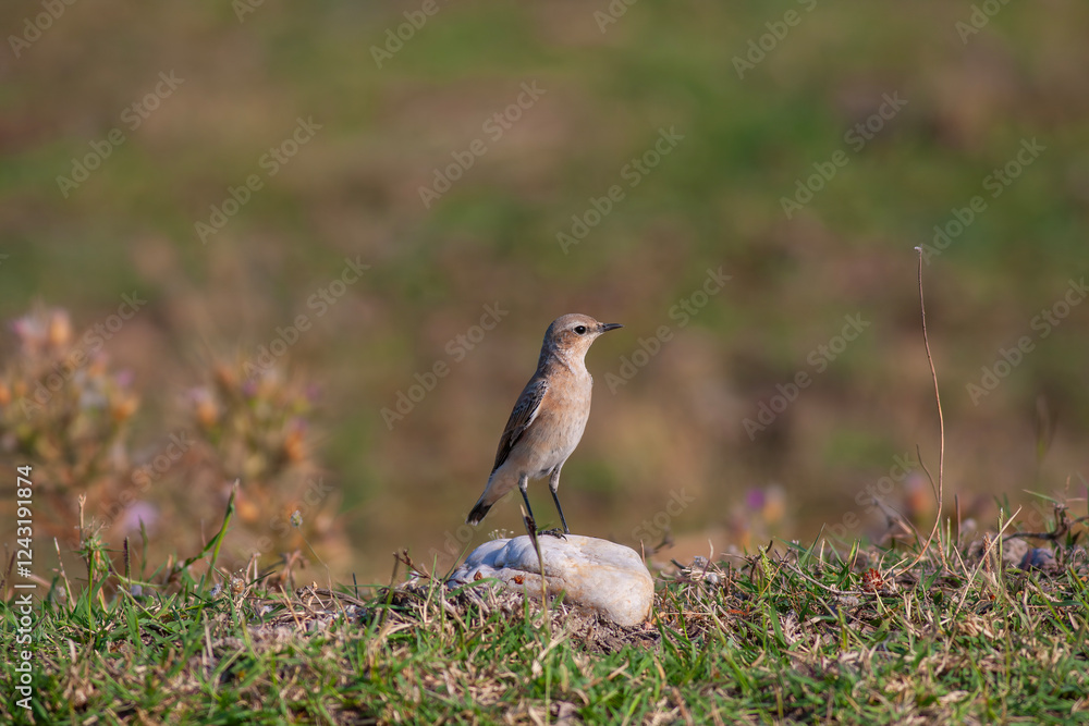 little bird watching around on the stone, Northern Wheatear, Oenanthe oenanthe