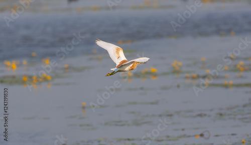 Obraz na płótnie big water bird on grass, Squacco Heron, Ardeola ralloides w salonie