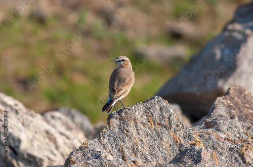 little bird watching around on the stone, Northern Wheatear, Oenanthe oenanthe photo