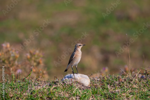 Obraz na płótnie little bird watching around on the stone, Northern Wheatear, Oenanthe oenanthe w salonie