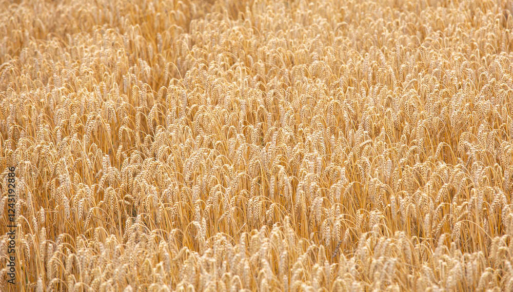 wheat has reached the consistency of mowing now after operations will turn into bread