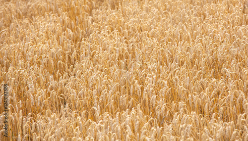 Obraz na płótnie wheat has reached the consistency of mowing now after operations will turn into bread w salonie