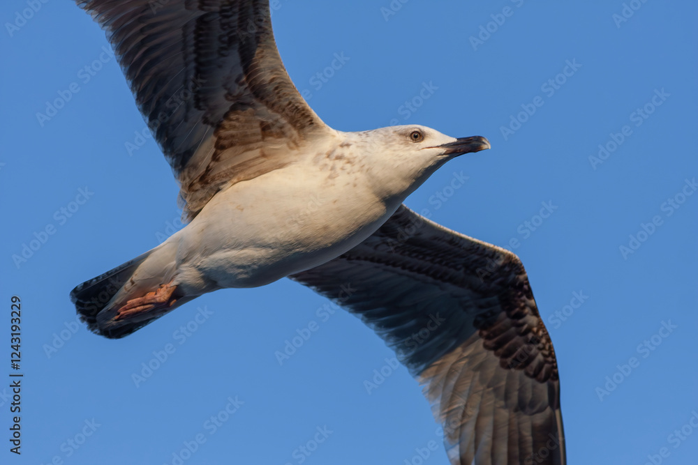 a bird seagull soaring in the blue sky