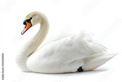Fototapeta Naklejka Na Ścianę i Meble -  a swan isolated on  white background