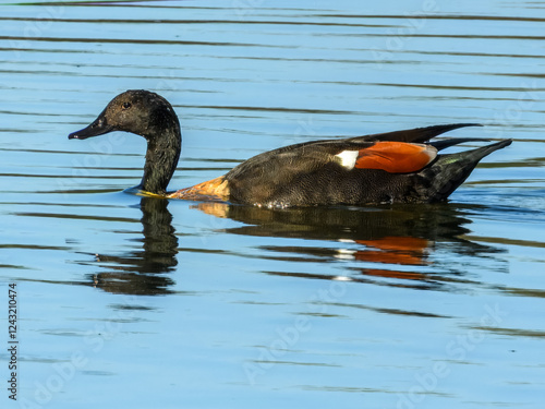 Australian Shelduck (Tadorna tadornoides) in Australia photo